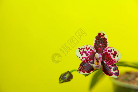 美丽的稀有兰花在黄背景图片