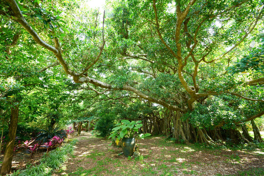 石垣岛的大榕树图片