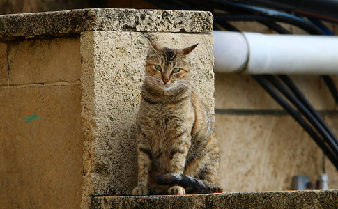 家猫是捕食者小队的猫家图片