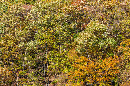 日本秋季枫叶树的美丽风景图片