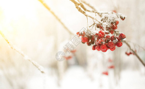 Rowan分行配有浆果季节圣诞节和新年冬季背景概图片