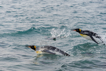 王企鹅在海上游泳图片