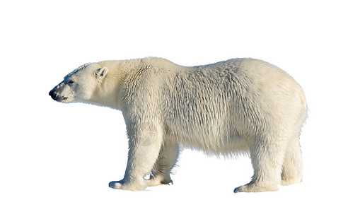 白底孤立的北极熊Ursusmari图片