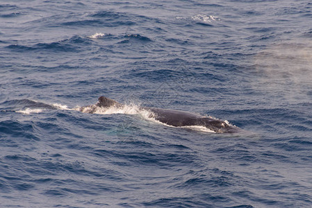 海中的座头鲸鳍图片
