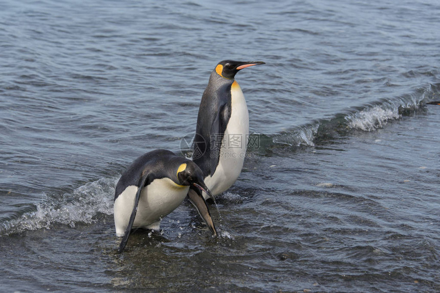 离开大海的企鹅王图片