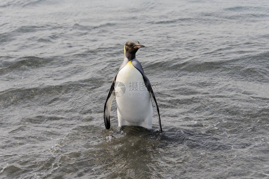 王企鹅从海中出发图片