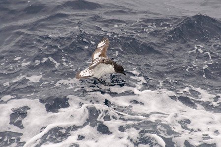 南极贼鸥南极海燕ThalassosoicaAntar背景