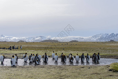 一群国王企鹅在荒凉的雪覆盖的风景中游泳图片