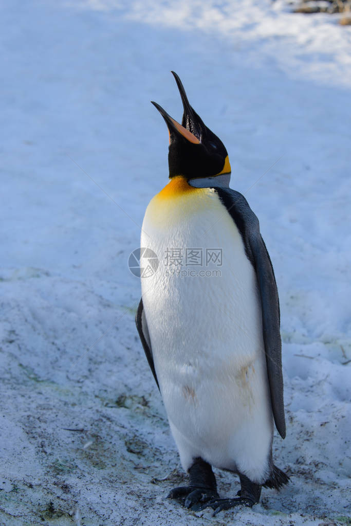 南乔治亚岛的王企鹅图片