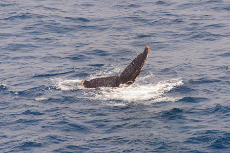 海中的座头鲸鳍背景图片