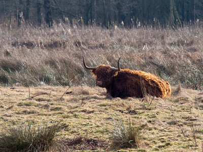 躺在草地上的高原牛图片