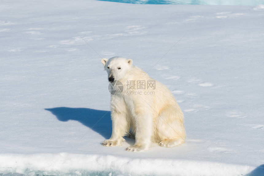 北极熊坐在雪地上图片