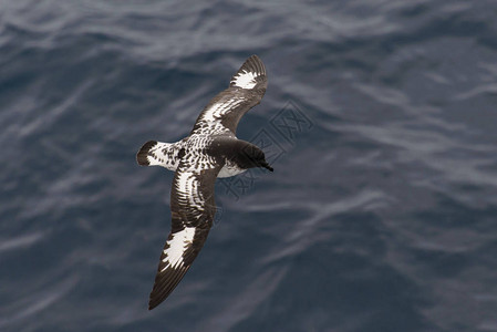 南极海燕ThalassosoicaAntar图片