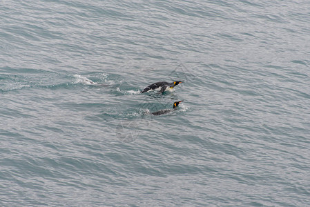 王企鹅在水中图片