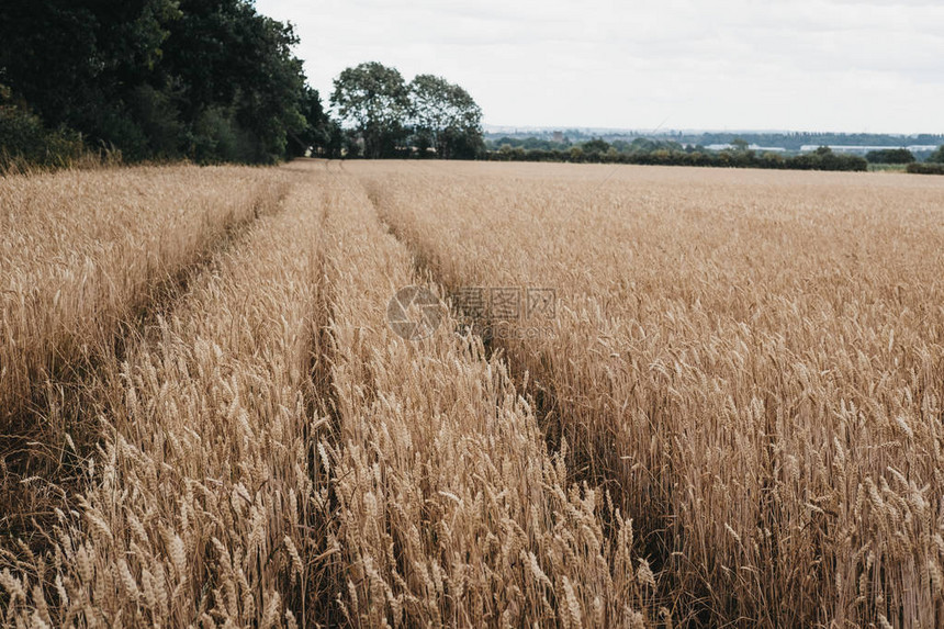 从低角度看待小麦作物田观点日益淡化图片