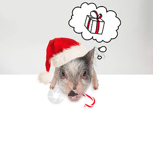 圣诞和新年概念圣塔帽的可爱猪带图片