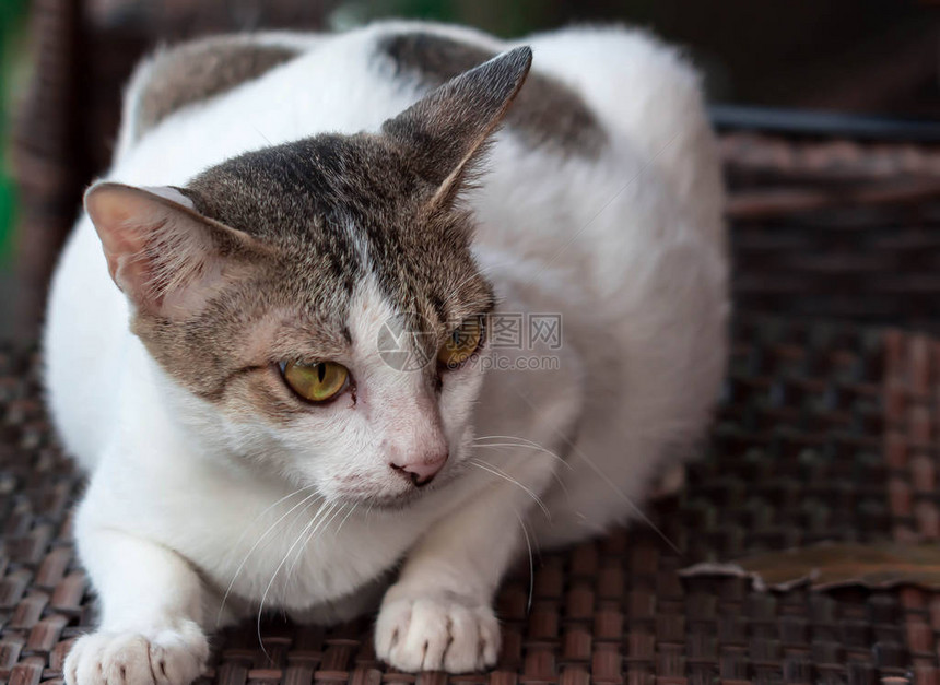 一只白色和灰色的猫躺在木椅子上看着图片