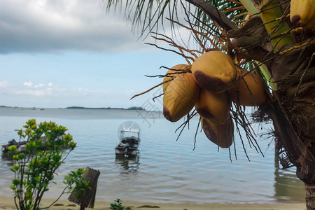 椰子树白天以含模糊蓝色海洋背景的椰图片