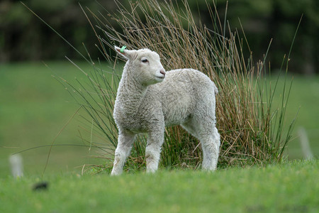 新西兰农场的羊肉图片