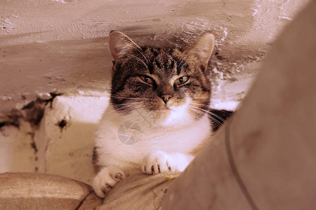 一只家猫躺在身边她在旧地窖的烤箱上的管道上放松她一整天都在休息图片