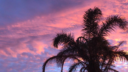 棕榈树与光鲜多彩的日落和复图片