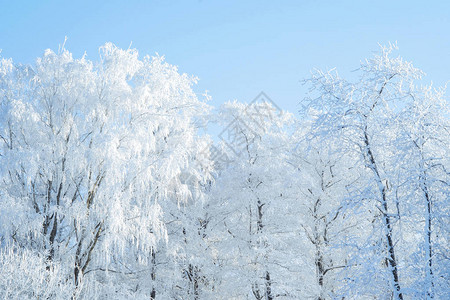 美丽的冬季森林景观背景图片