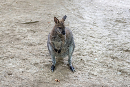 Kangaroo澳大利亚哺乳图片