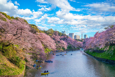 日本东京chidorigafuchi的樱花图片