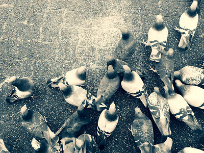 ColumbaLivia一群家禽鸽子图片