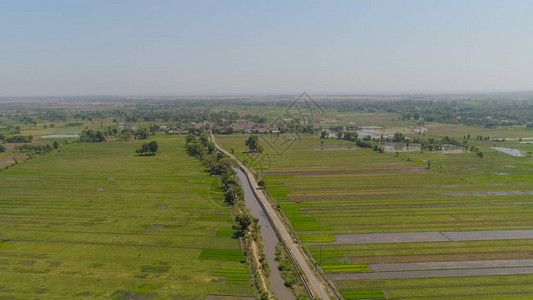 鸟瞰农村播种绿色稻田的农田印度尼西亚爪哇农村地区种植农作物的农田种图片