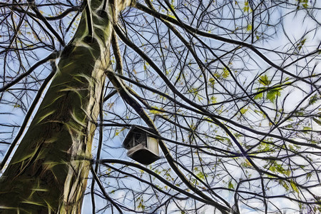 鸟巢在大自然的树枝上图片