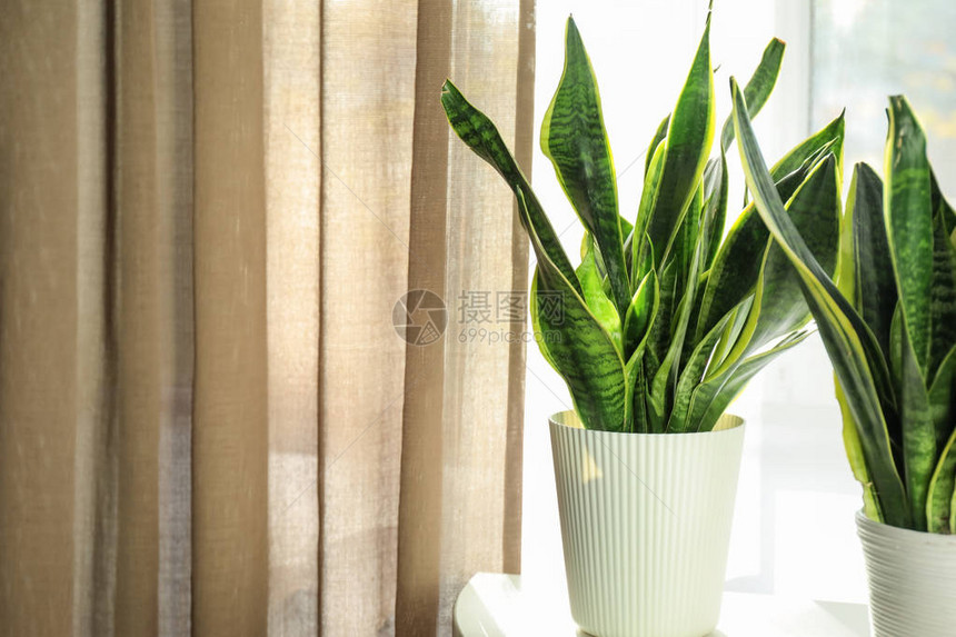 白桌上的装饰虎尾兰植物图片