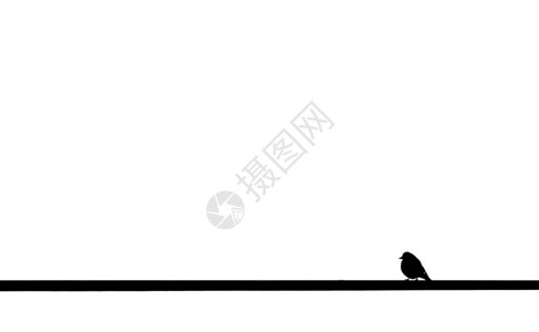 小鸟背对着向左和白背景看的电缆图片