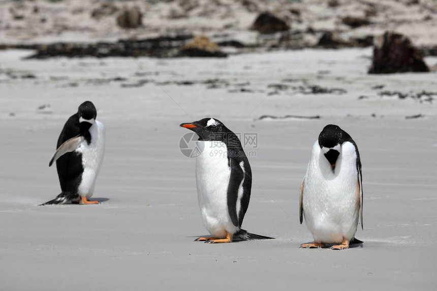 三只根图企鹅正站在福克兰群岛桑德斯岛的Neck海滨上图片