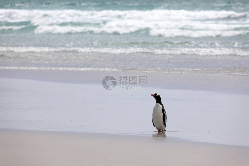 一只金图企鹅站在福克兰群岛桑德斯岛的N图片