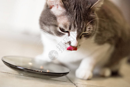 养的和喂的猫在空碗上舔贴近背图片