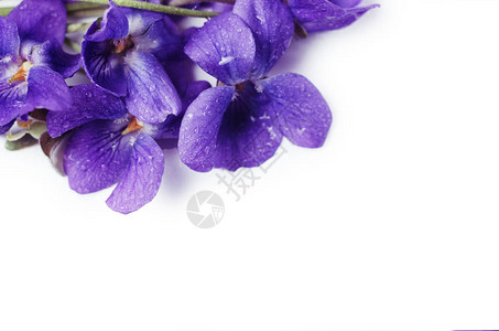 明亮的紫色中提琴花的样式反对白色背景顶图片