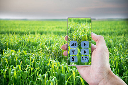 在智能手机的帮助下确定田地的状态和种植在其中的植物智慧农图片