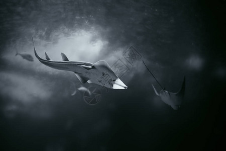 软背利特鲨鱼通过购买变黑白图片