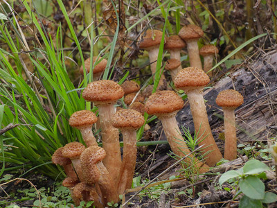 秋蜜糖真菌蘑菇在树桩图片