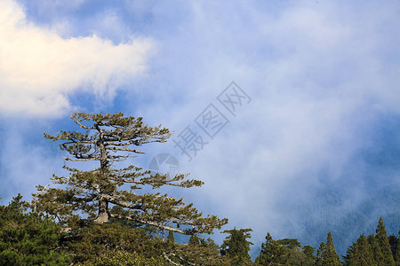 高山上的美景树木和山景图片