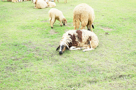 羊在牧场上绿草如茵图片