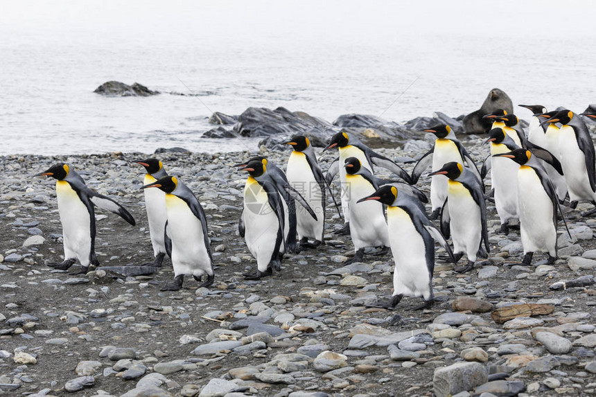 一群国王企鹅飞越南极洲南乔治亚州福图纳图片