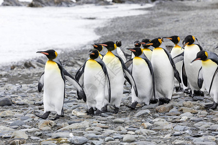 一群国王企鹅飞越南极洲南乔治亚州福图纳背景图片