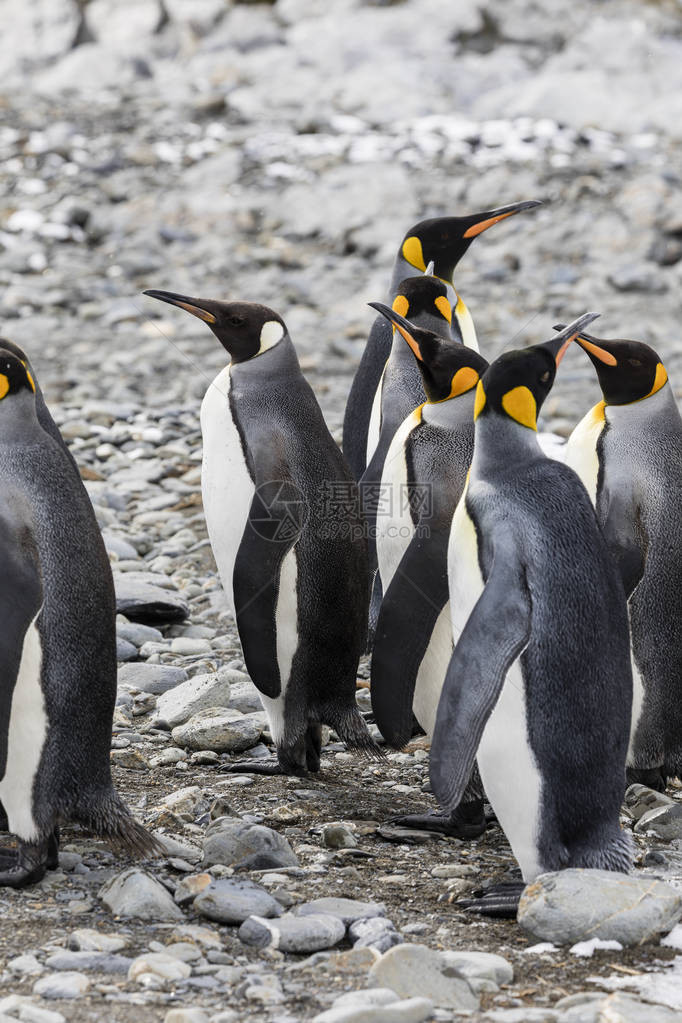 一群国王企鹅聚集在南极洲南乔治亚州福图纳湾的一图片