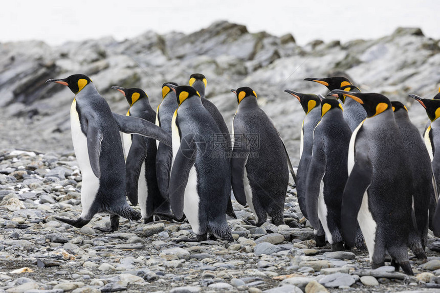 一群国王企鹅聚集在南极洲南乔治亚州福图纳湾的一图片