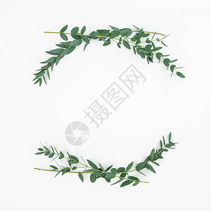 Floral框架由白背景上的eucalyptus树枝组成平面图片