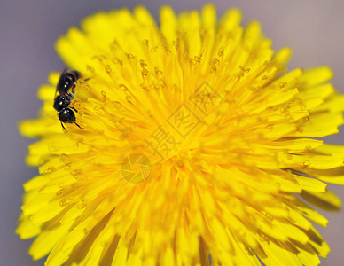 蚂蚁收集蒲公英的花粉他吃掉了它图片