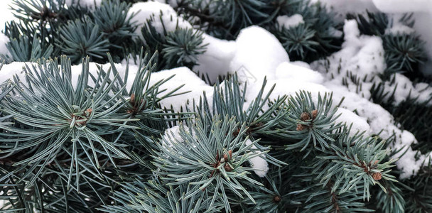 冬季和圣诞节背景雪下的松树枝木的收尾图片