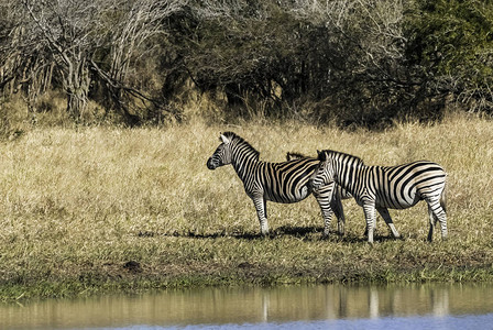 非洲大草原的斑马群图片